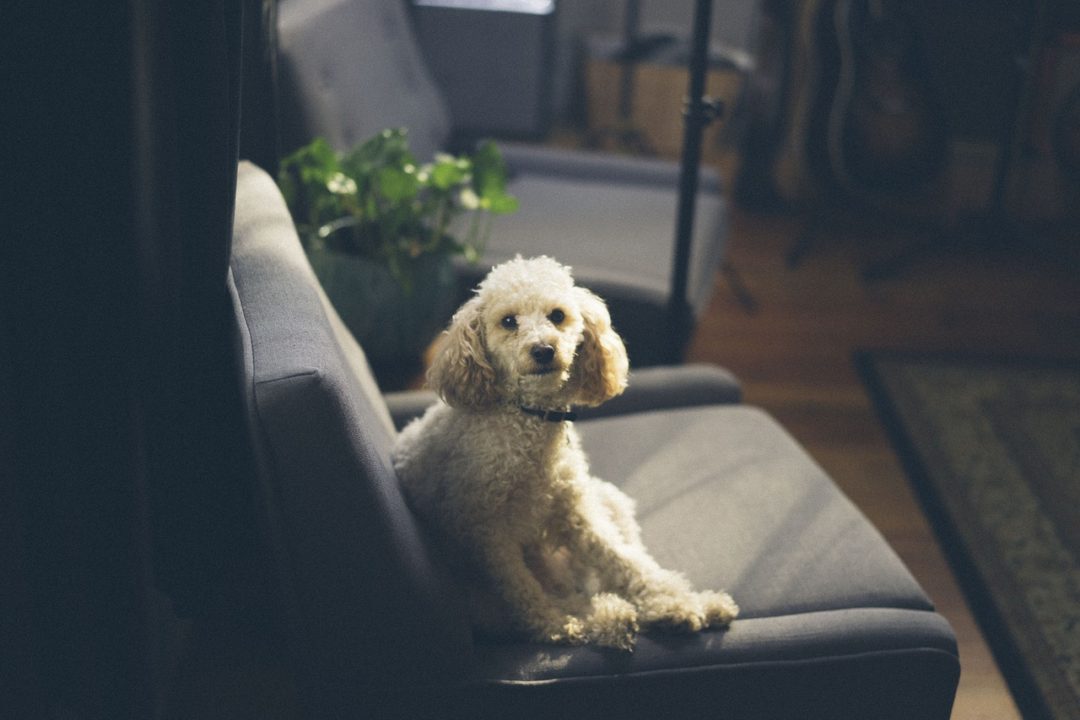 Hund Sofa Housesitting Profil